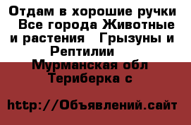 Отдам в хорошие ручки - Все города Животные и растения » Грызуны и Рептилии   . Мурманская обл.,Териберка с.